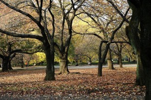 武蔵野市の井の頭公園