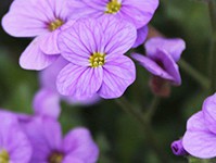 色について（紫色の花）
