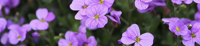 外壁塗装ラボの紫色の花の解説