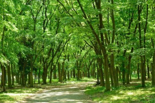 千葉県市川市は神隠しで有名な森がある土地
