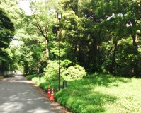 東京都千代田区の街路灯塗装工事の施工事例（2024/06/11）